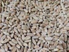 صادرات گندم دامی در تیر ماه ۱۴۰۰
