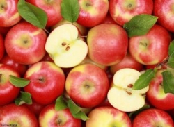 مراکز خرید فروش تفاله سیب