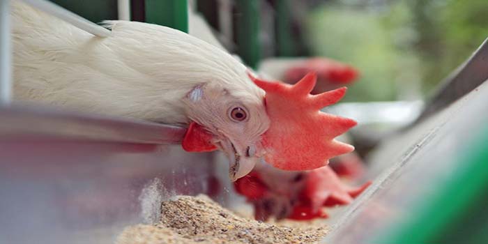 ویژگی های پودر مکمل مرغ گوشتی