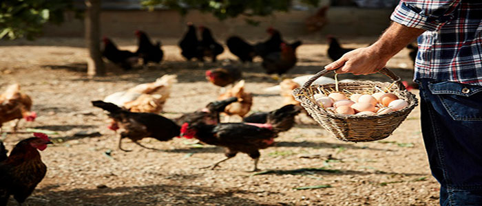 روش‌های تولید پودر مکمل مرغ تخم‌گذار