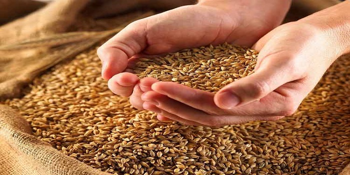 مقدار استفاده از دانه گندم در تغذیه طیور